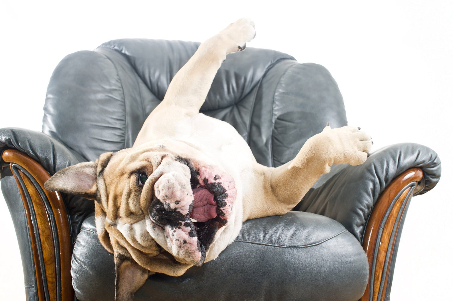 Sensitive-Skinned Dogs