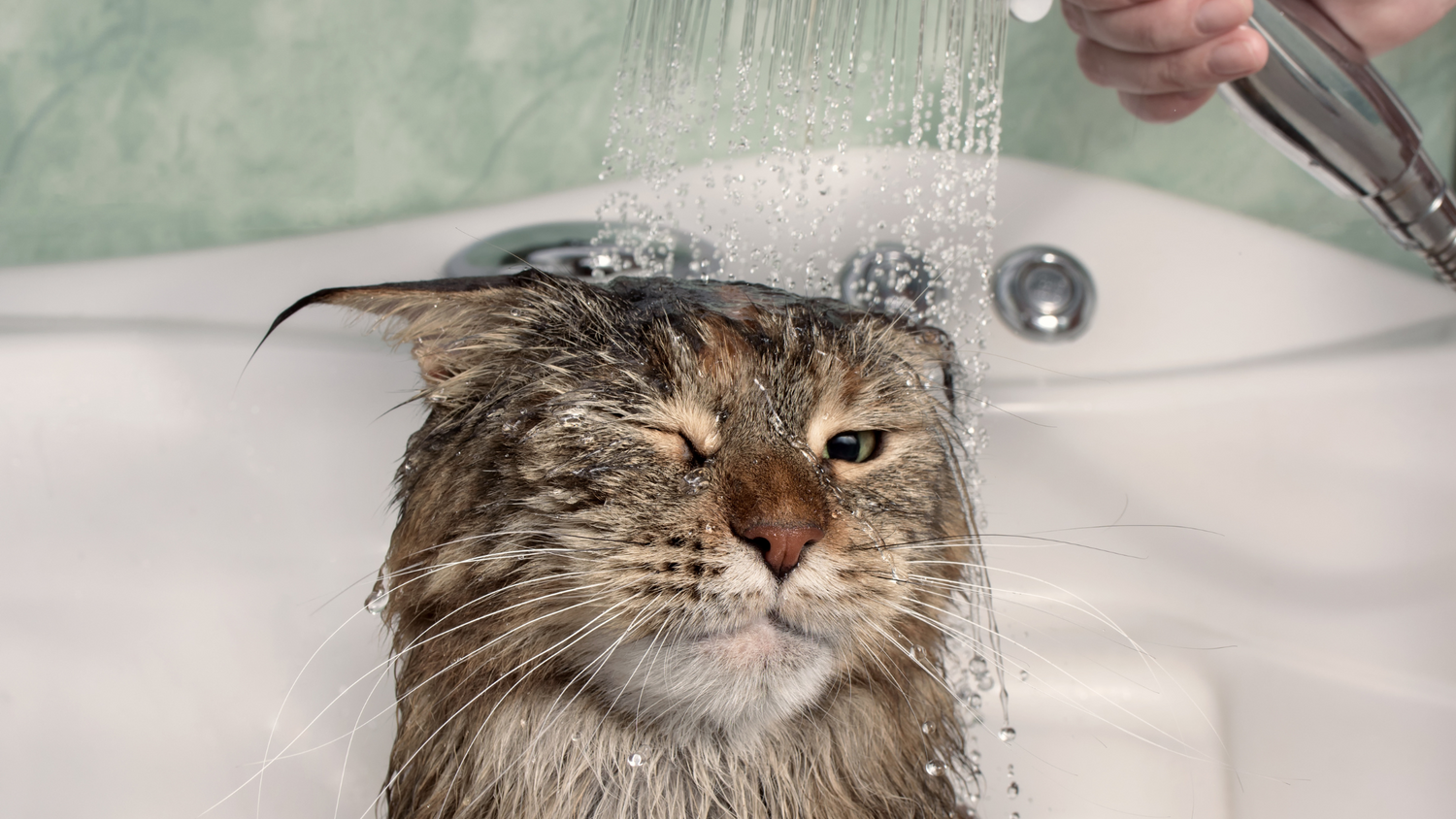 The Great Cat Bath Catastrophe: Why Your Feline Fights Water (And What You Can Do About It)