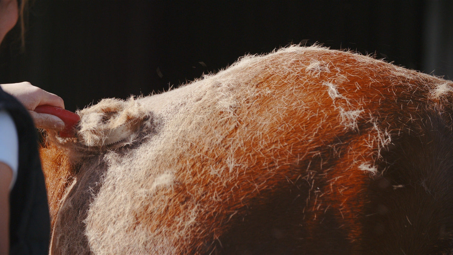 Spring Shedding Solutions: Managing Your Animal's Coat Transition