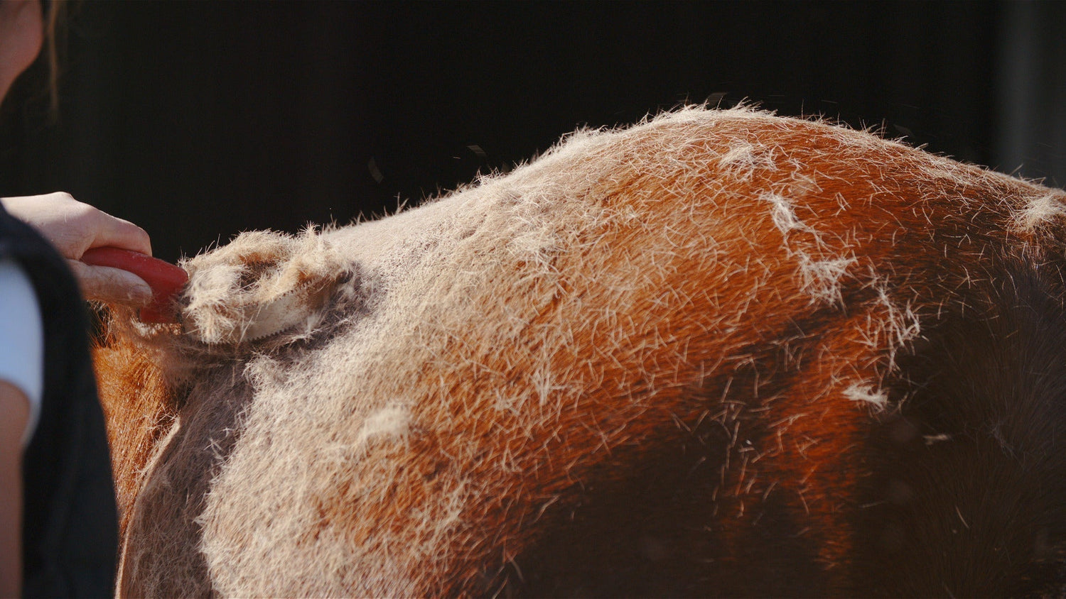 Spring Shedding Season Solutions