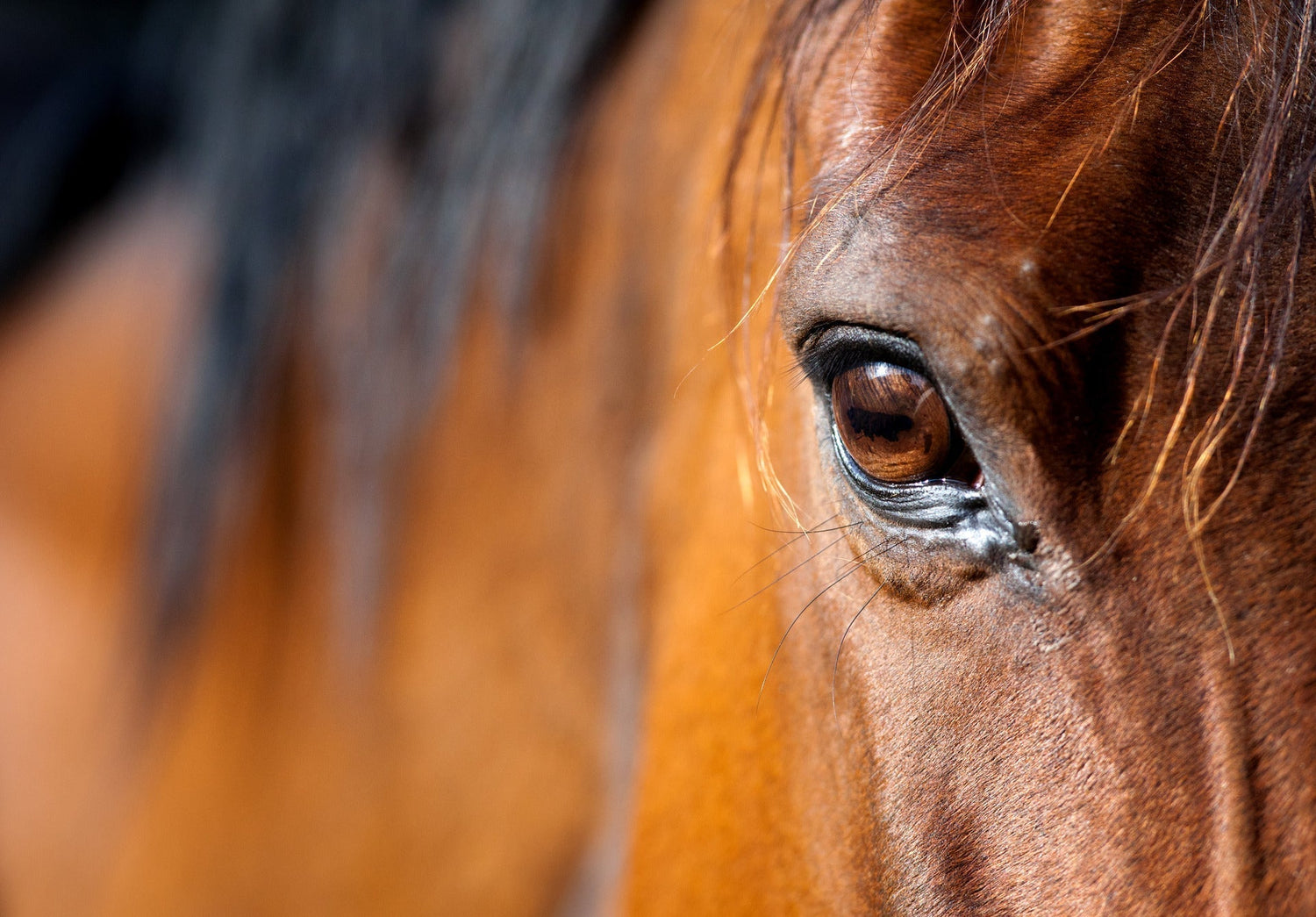 Horse Sensitive skin care | Horse Skin Care By Season
