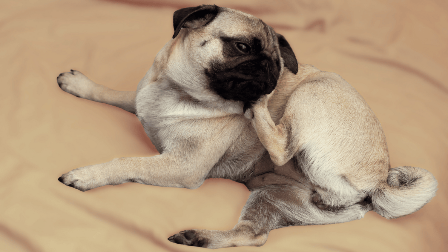 Brachycephalic Dog Ear Care