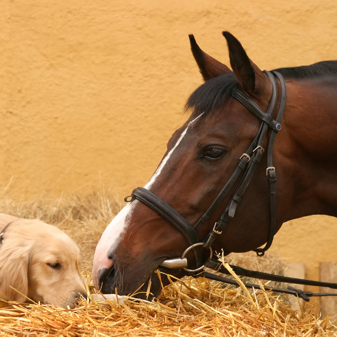 SilvaPlex: Advanced Silver Solutions for Optimal Animal Health & Healing