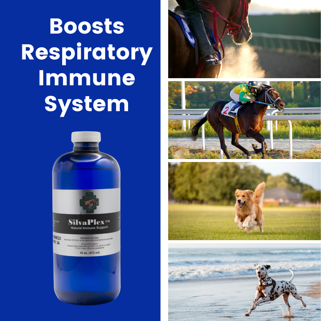 Chelated Silver | silvaplex respiratory solution