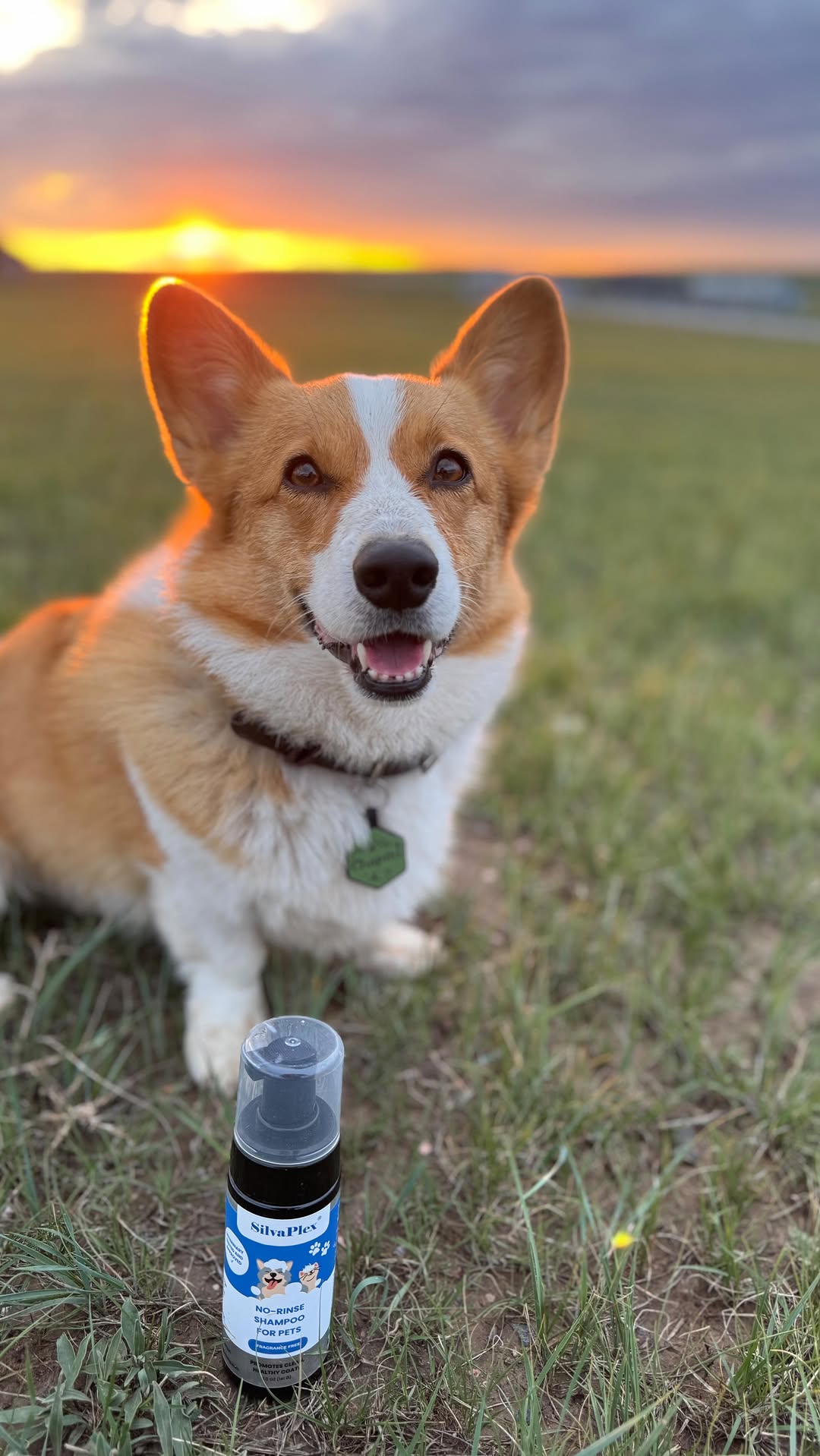 SilvaPlex® Waterless No Rinse Pet Shampoo for Dogs, Cats, Rabbits & Small Animals