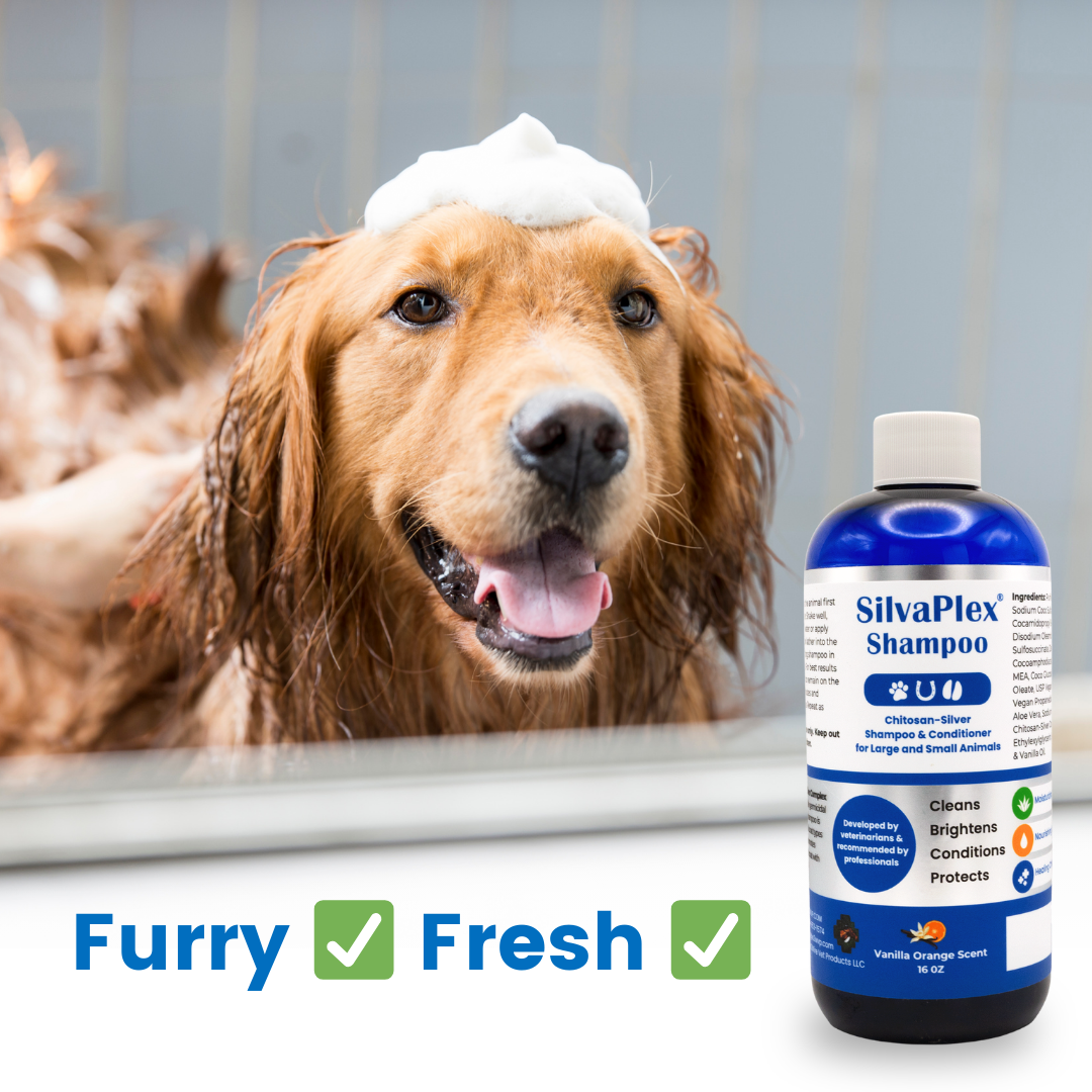 Dog bath with SilvaPlex Shampoo