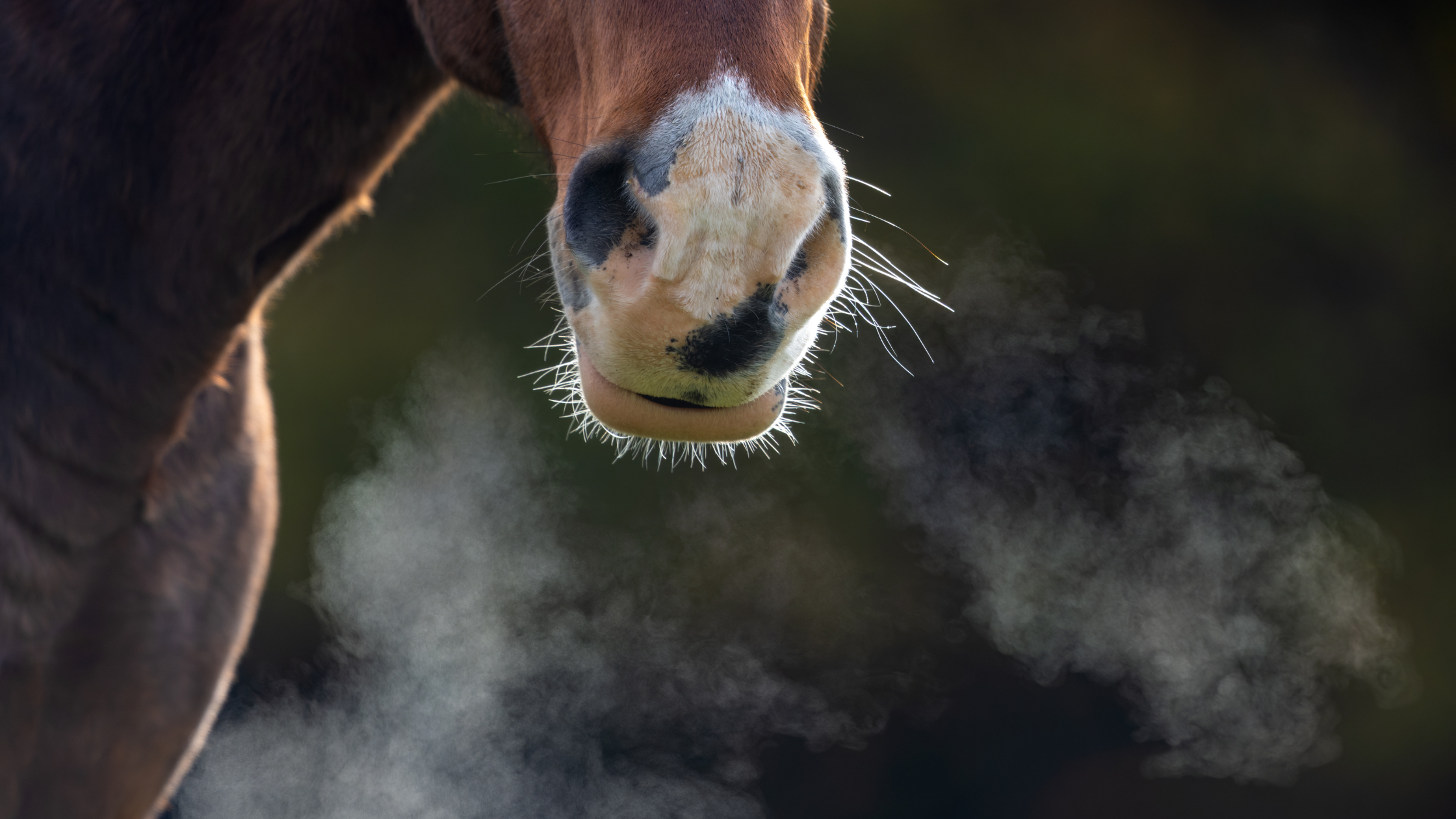 Close-up of a horse&