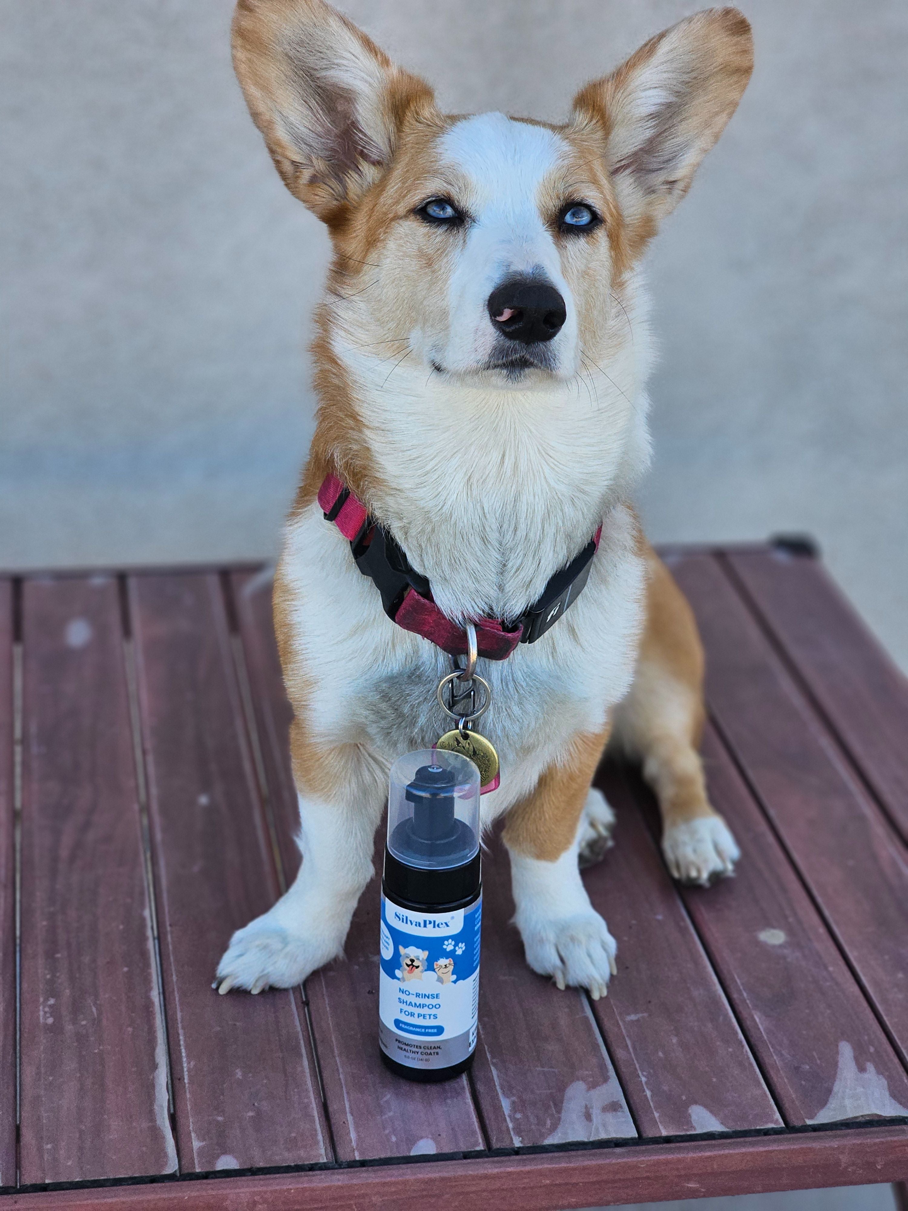 Dog sitting on a wooden surface with a bottle of SilvaPlex No Rinse Shampoo in front of it.
