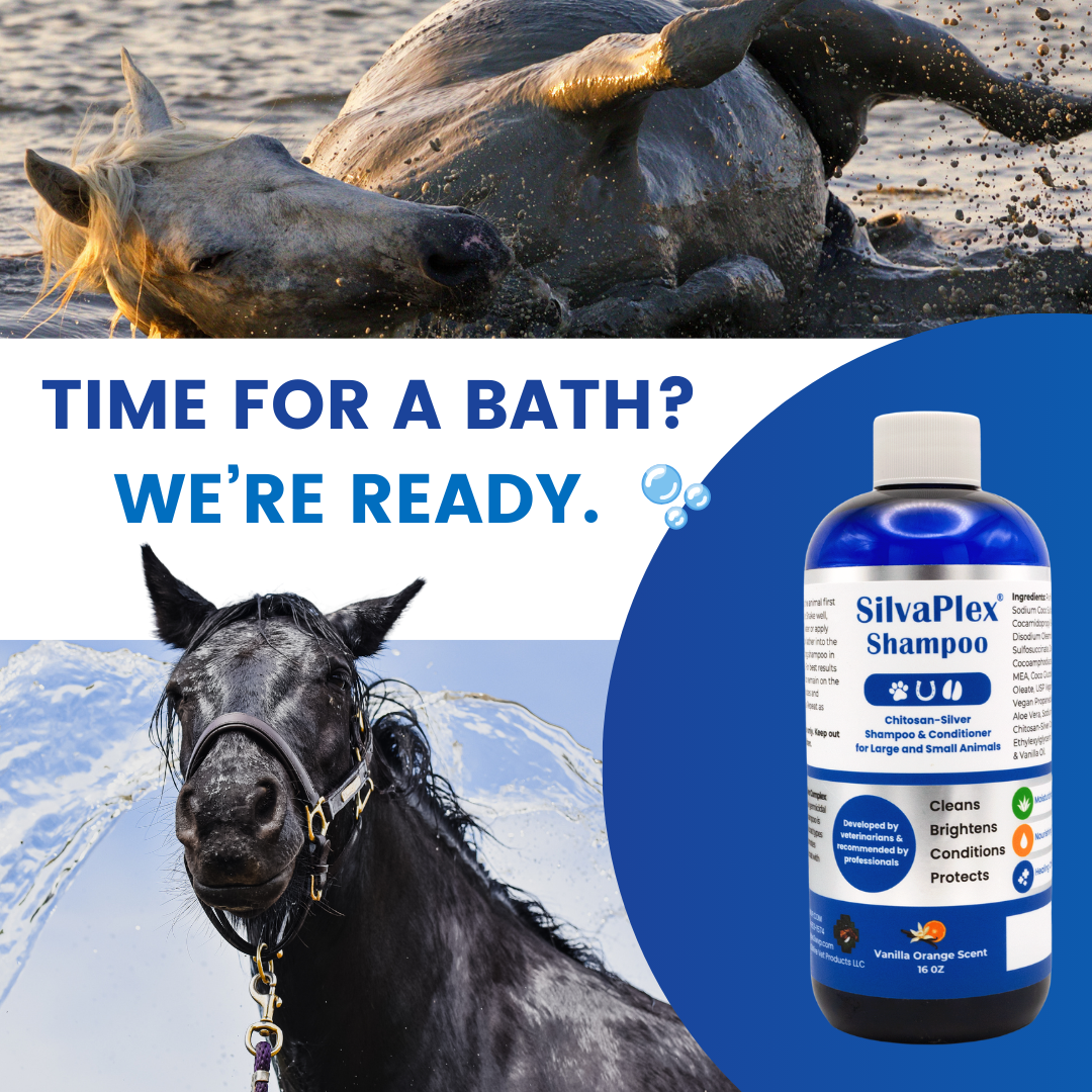 Shampoo for Horses