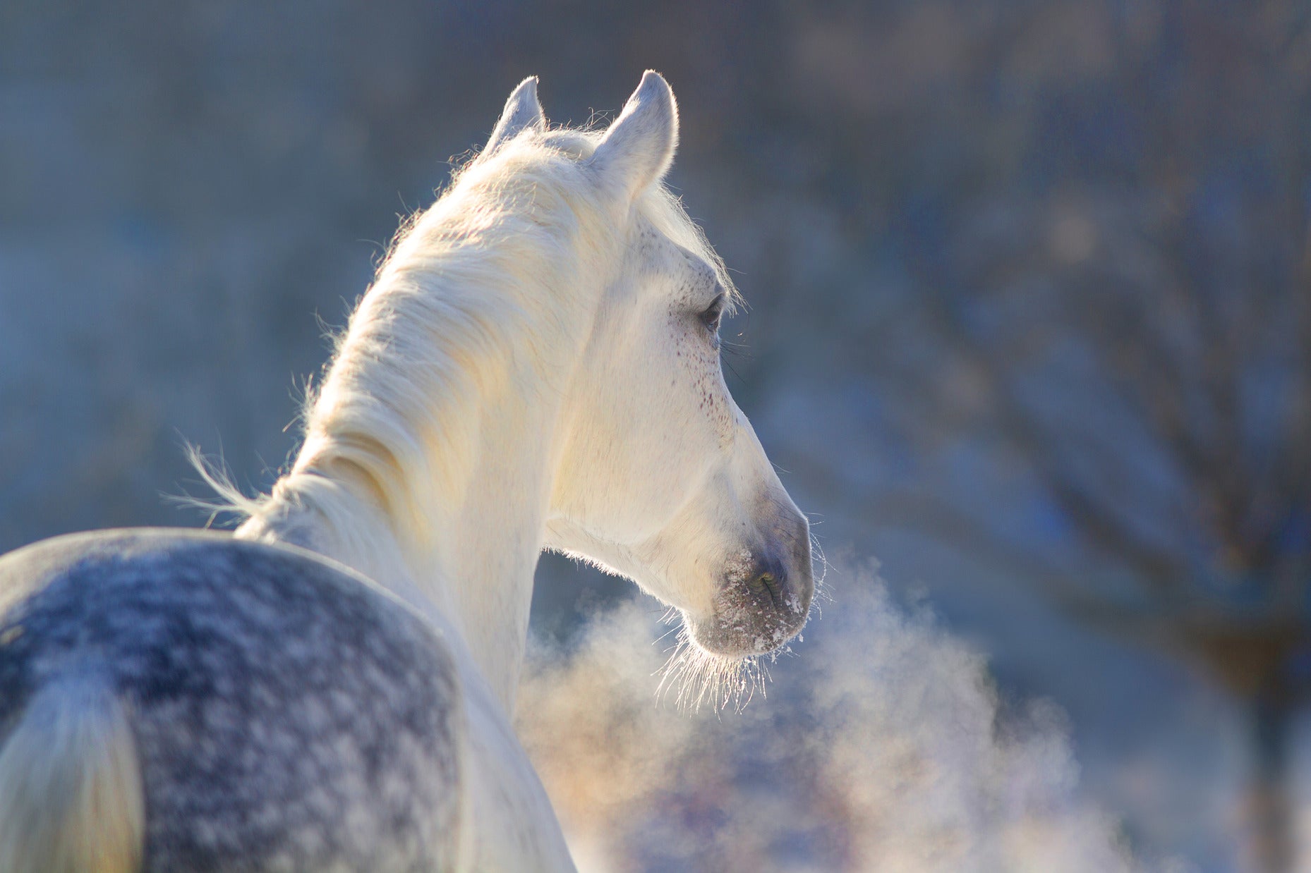 Understanding the Equine Respiratory System: Structure, Function, and Common Issues