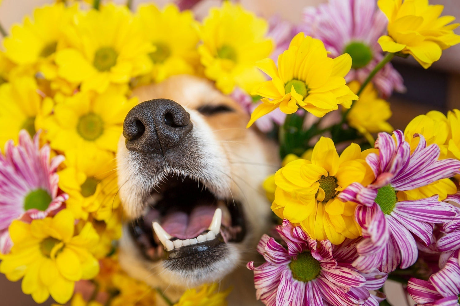 Spring Allergens and Your Pet: The Skin-Ear Connection