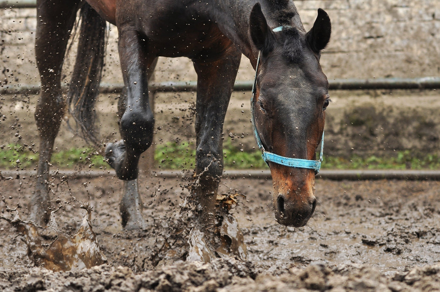 Mud Fever in horses