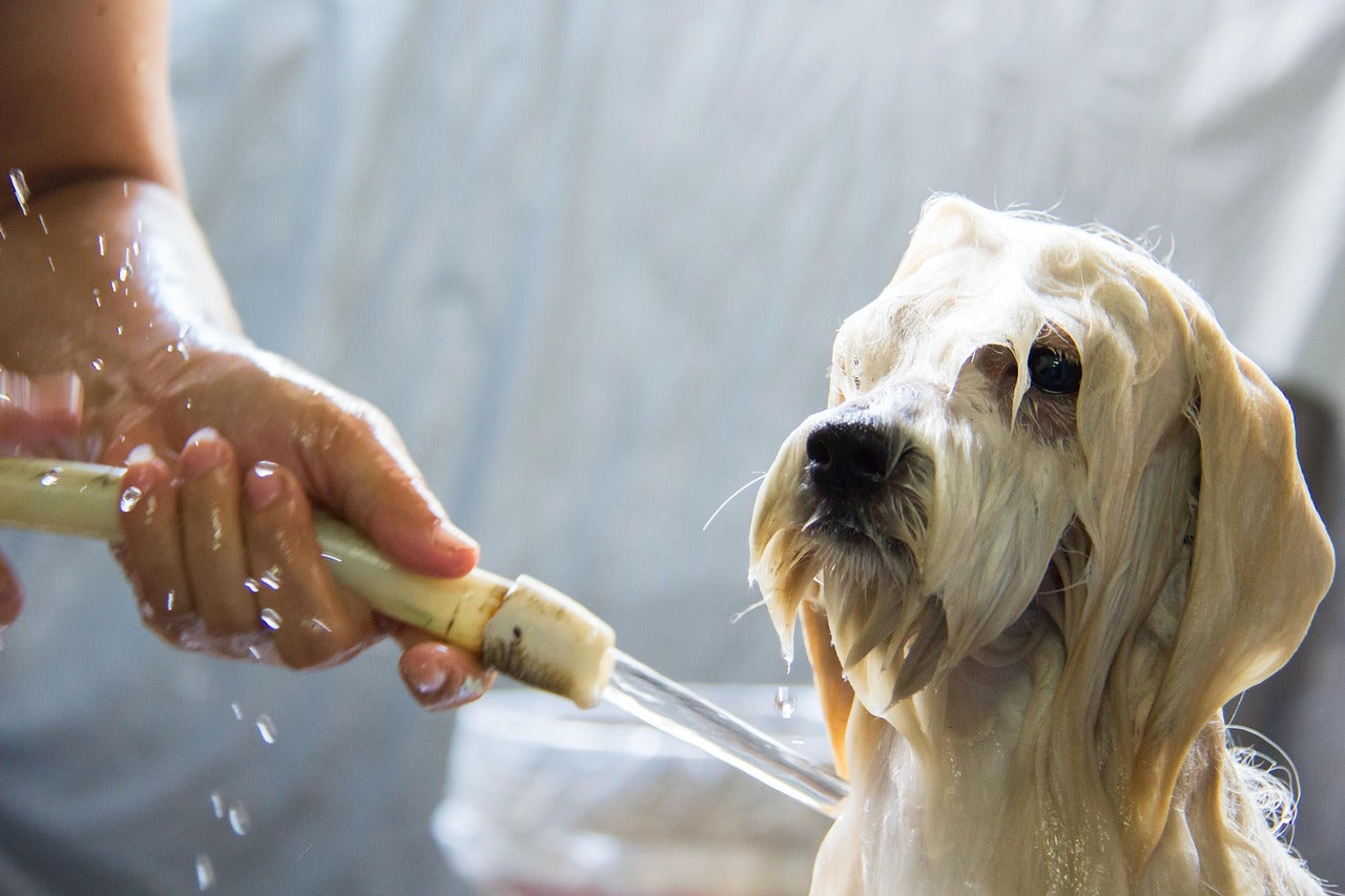 Bath Time Reimagined: Choosing the Right SilvaPlex Shampoo for Your Pet's Needs