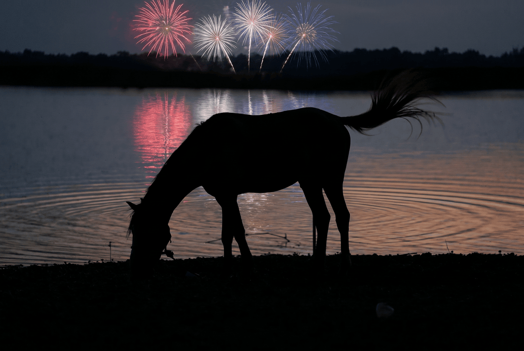 Fireworks, Thunderstorms, and Your Animals: A Calmer, Safer Summer
