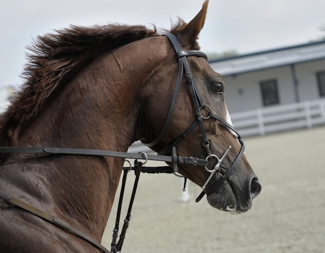 Understanding Equine Asthma054