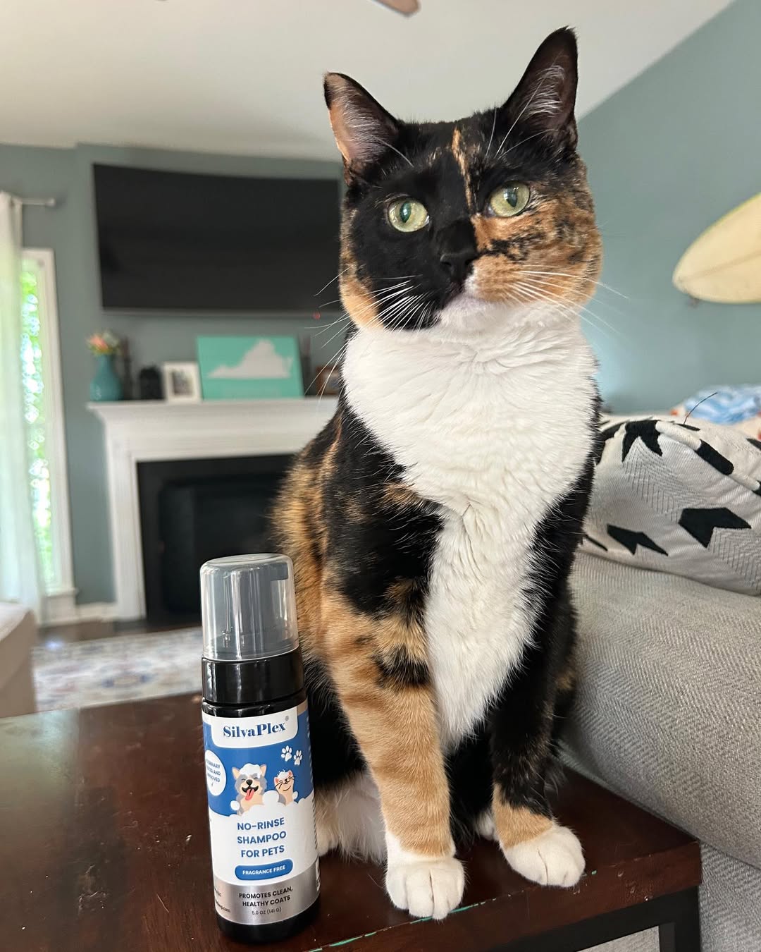 Calico cat sitting on a table with a bottle of SilvaPlex shampoo in front of it.