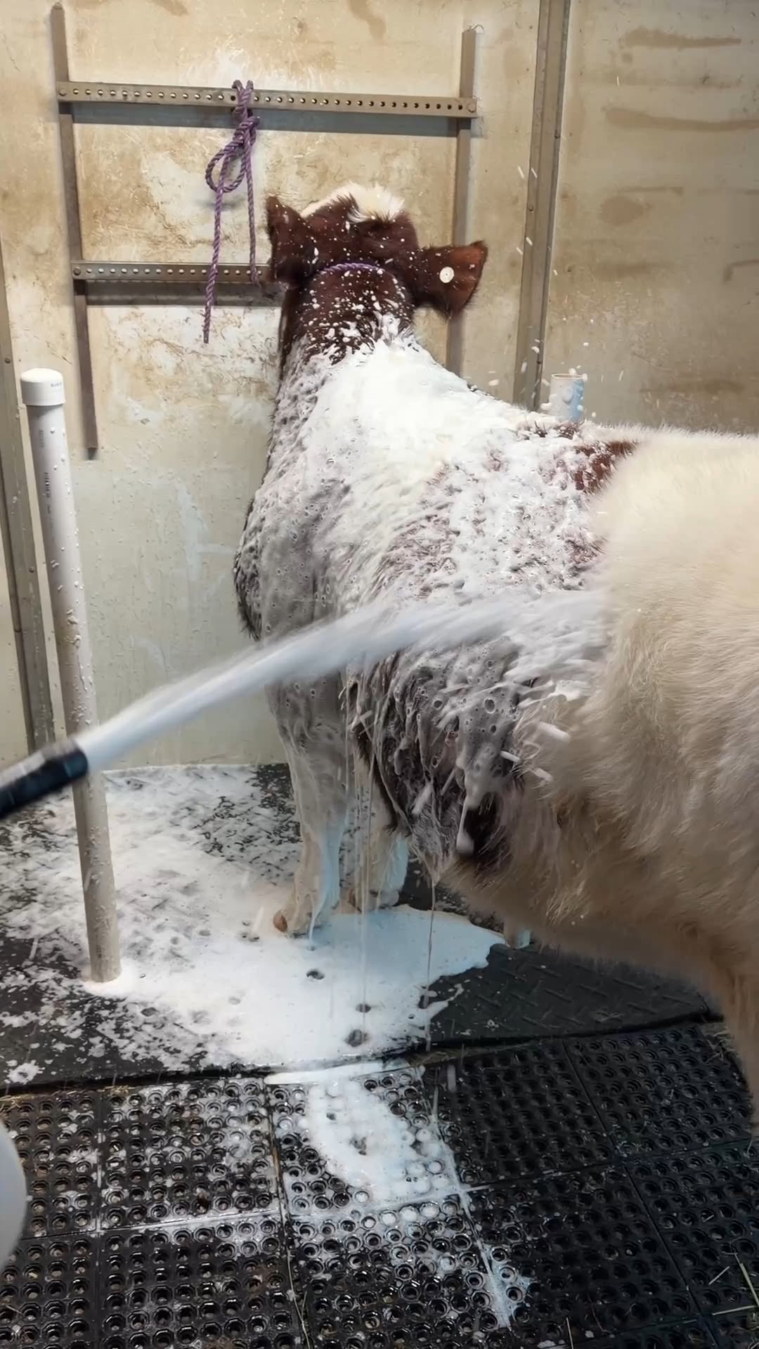 Cow being bathed with a SilvaPlex Shampoo in a shower enclosure