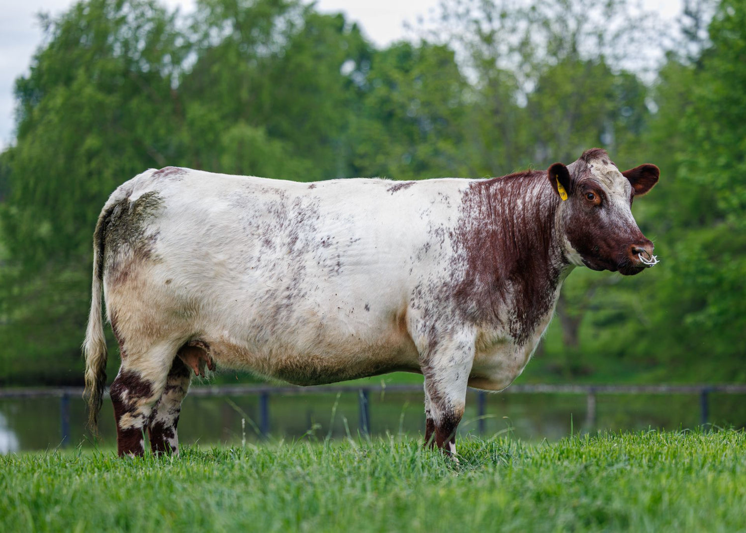 SilvaPlex 100 PPM Chelated Silver | Natural Immune Support