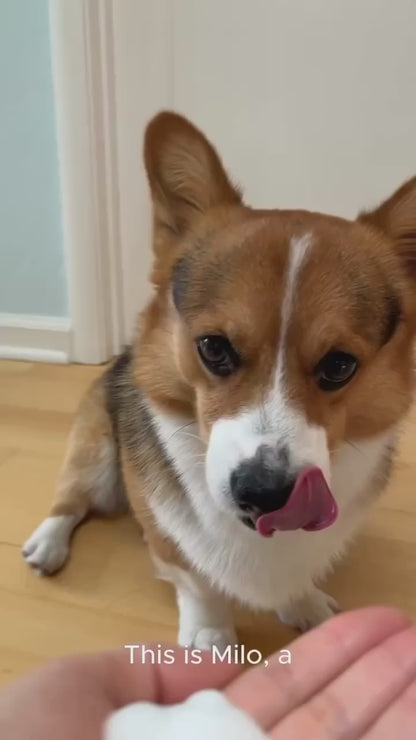 No Rinse Shampoo Corgi