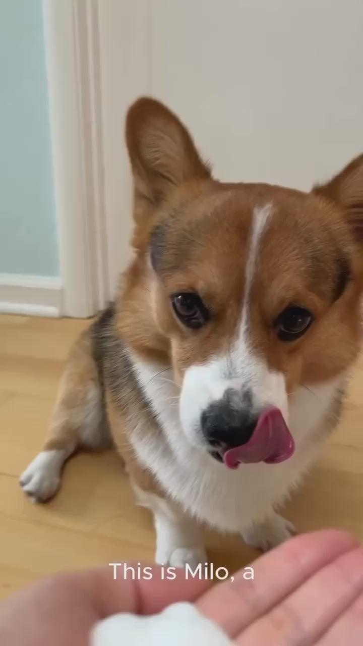 No Rinse Shampoo Corgi