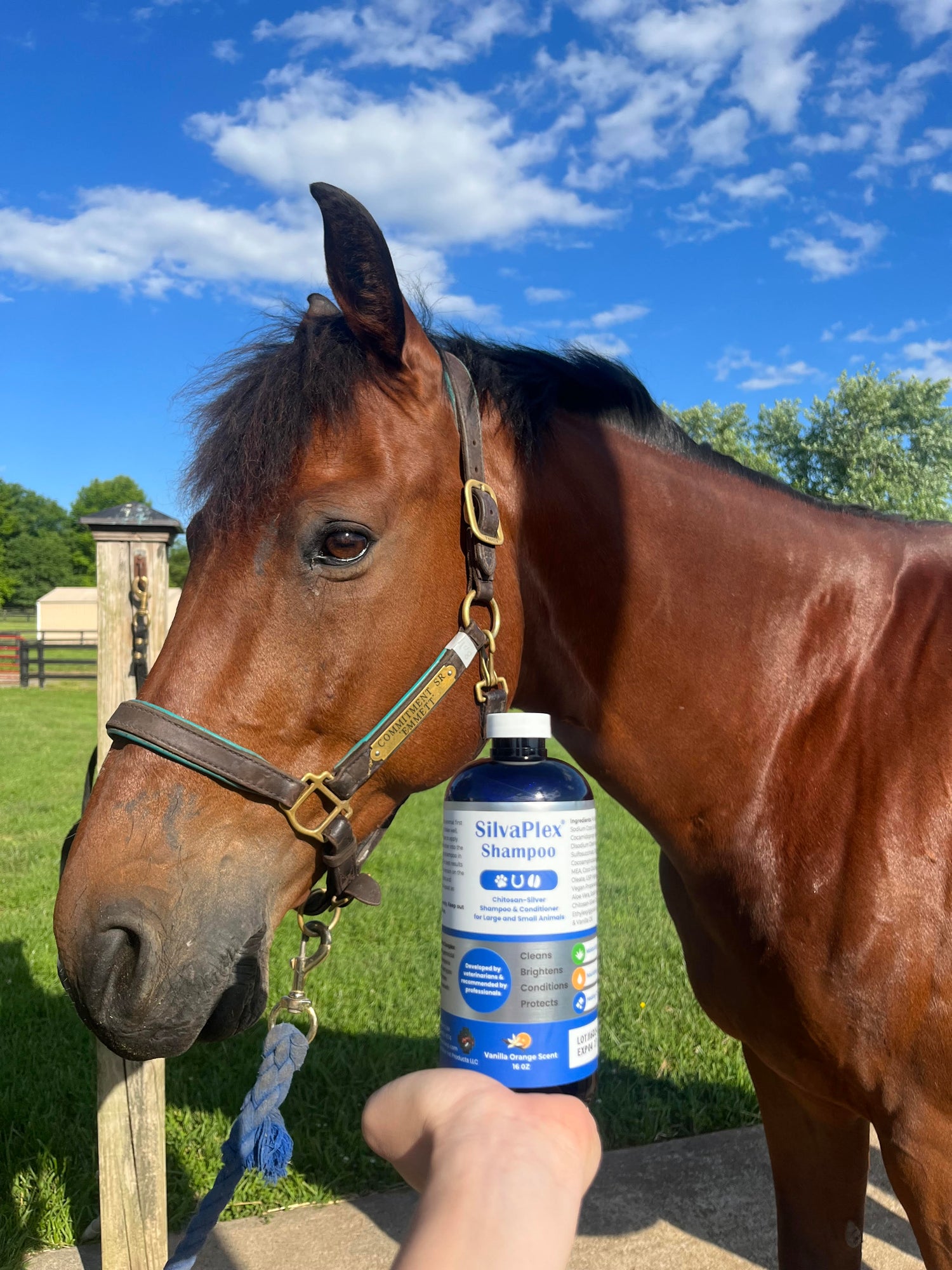 Horse standing next to a bottle of SilvaPlex Shampoo with a blue sky and trees in the background