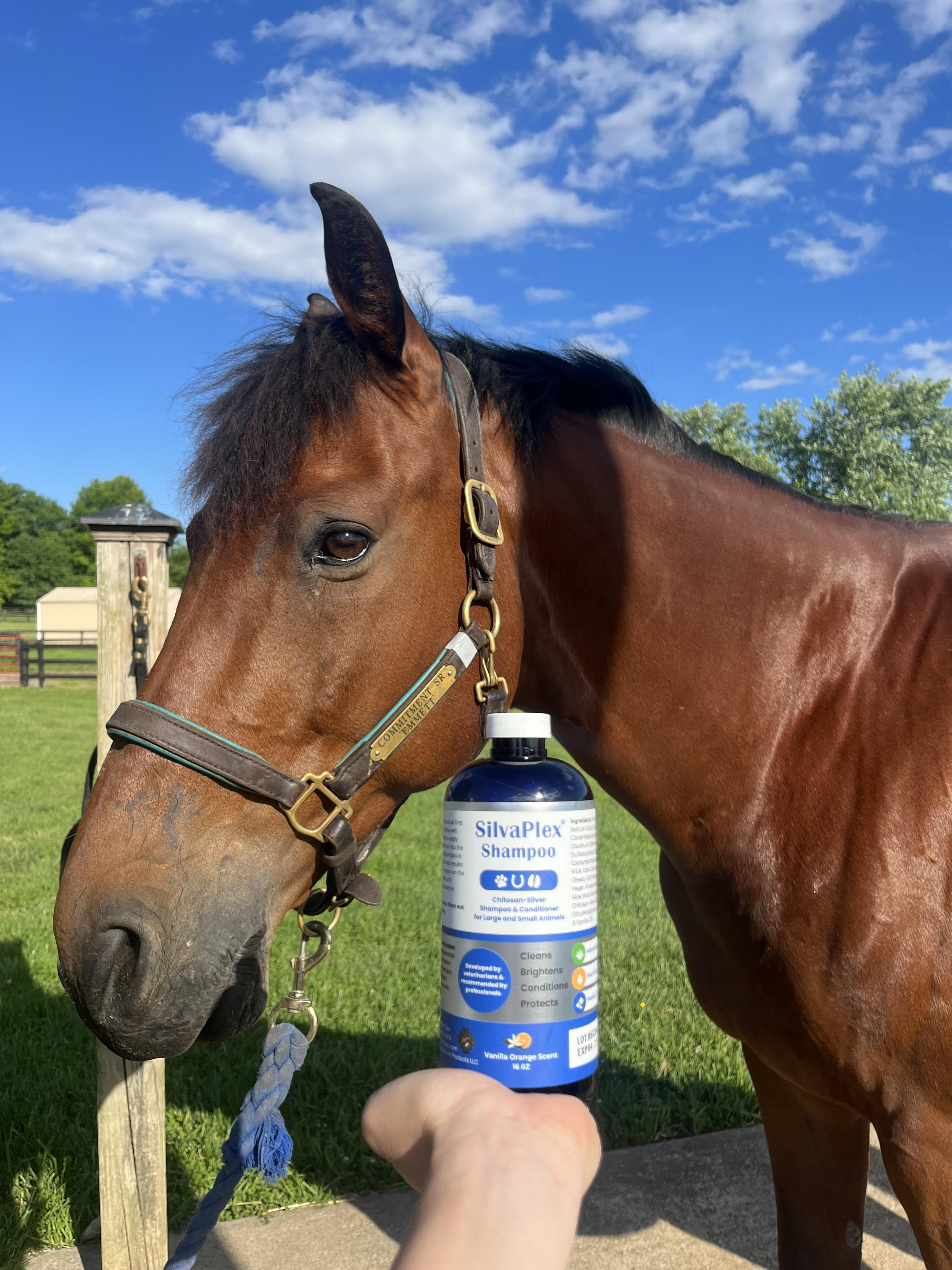 Horse standing next to a bottle of SilvaPlex Shampoo with a blue sky and trees in the background